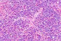 Thymus x100